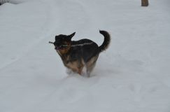 chiensbergerallemand-14janv-2012013.jpg