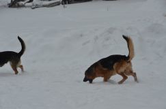 chiensbergerallemand-14janv-2012014.jpg