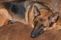 chiensbergerallemand-19janv-2012003.jpg