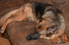 chiensbergerallemand-19janv-2012004.jpg