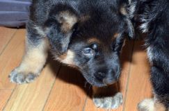 chiensbergerallemand-kenya-18janv-2012002.jpg