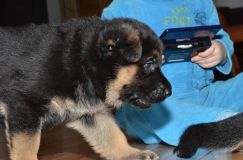 Nom du fichier=chiensbergerallemand-kenya-18janv-2012014.jpg
Taille du fichier=156Ko
Dimensions : 1200x795
Ajouté le : 18 Janvier 2012 chiensbergerallemand-kenya-18janv-2012014.jpg