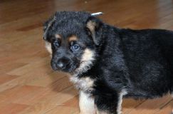 Nom du fichier=chiensbergerallemand-kenya-18janv-2012016.jpg
Taille du fichier=151Ko
Dimensions : 1200x795
Ajouté le : 18 Janvier 2012 chiensbergerallemand-kenya-18janv-2012016.jpg