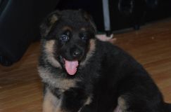 Nom du fichier=chiensbergerallemand-kenya-18janv-2012017.jpg
Taille du fichier=75Ko
Dimensions : 1200x795
Ajouté le : 18 Janvier 2012 chiensbergerallemand-kenya-18janv-2012017.jpg