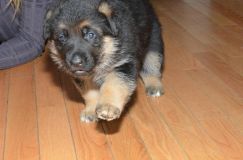 Nom du fichier=chiensbergerallemand-kenya-18janv-2012018.jpg
Taille du fichier=135Ko
Dimensions : 1200x795
Ajouté le : 18 Janvier 2012 chiensbergerallemand-kenya-18janv-2012018.jpg