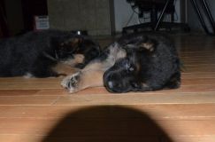 Nom du fichier=chiensbergerallemand-kenya-18janv-2012019.jpg
Taille du fichier=99Ko
Dimensions : 1200x795
Ajouté le : 18 Janvier 2012 chiensbergerallemand-kenya-18janv-2012019.jpg