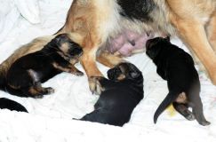 chiensbergerallemandkenya-15janv-2012001.jpg