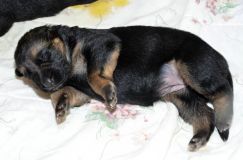 chiensbergerallemandkenya-15janv-2012003.jpg