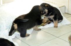 chiensbergerallemandkenya-15janv-2012013.jpg