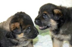 chiensbergerallemandkenya-15janv-2012014.jpg
