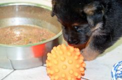 chiensbergerallemandkenya-15janv-2012019.jpg
