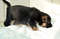 chiensbergerallemandkenya-15janv-2012020.jpg