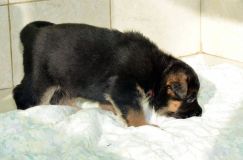 chiensbergerallemandkenya-15janv-2012021.jpg