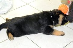 chiensbergerallemandkenya-15janv-2012023.jpg