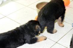 chiensbergerallemandkenya-15janv-2012024.jpg