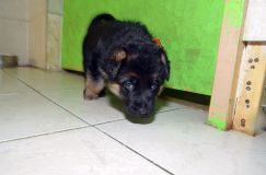 chiensbergerallemandkenya-15janv-2012025.jpg