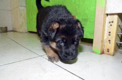 chiensbergerallemandkenya-15janv-2012026.jpg