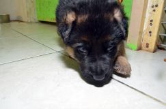 chiensbergerallemandkenya-15janv-2012027.jpg