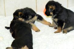 chiensbergerallemandkenya-17janv-2012001.jpg