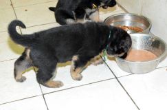 chiensbergerallemandkenya-17janv-2012006.jpg