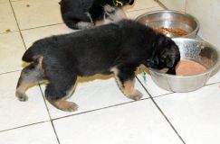 chiensbergerallemandkenya-17janv-2012007.jpg