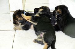 chiensbergerallemandkenya-17janv-2012009.jpg