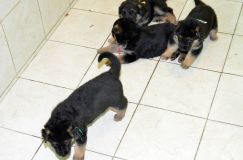 chiensbergerallemandkenya-17janv-2012013.jpg