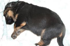 chiensbergerallemandkroxy-17janv-2012001.jpg