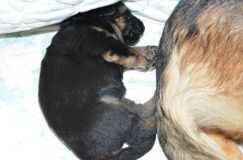 chiensbergerallemandkroxy-17janv-2012003.jpg