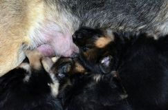 Nom du fichier=chiotbergerallemand-18aout2012009.jpg
Taille du fichier=253Ko
Dimensions : 1200x795
Ajouté le : 18 Août 2012 chiotbergerallemand-18aout2012009.jpg