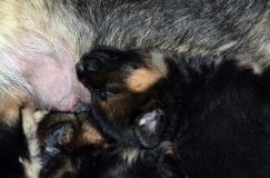 Nom du fichier=chiotbergerallemand-18aout2012010.jpg
Taille du fichier=281Ko
Dimensions : 1200x795
Ajouté le : 18 Août 2012 chiotbergerallemand-18aout2012010.jpg