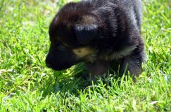 Nom du fichier=chiotbergerallemand-18aout2012015.jpg
Taille du fichier=252Ko
Dimensions : 1200x795
Ajouté le : 18 Août 2012 chiotbergerallemand-18aout2012015.jpg