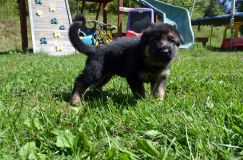 Nom du fichier=chiotbergerallemand-18aout2012016.jpg
Taille du fichier=299Ko
Dimensions : 1200x795
Ajouté le : 18 Août 2012 chiotbergerallemand-18aout2012016.jpg