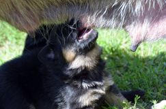 Nom du fichier=chiotbergerallemand-18aout2012036.jpg
Taille du fichier=204Ko
Dimensions : 1200x795
Ajouté le : 18 Août 2012 chiotbergerallemand-18aout2012036.jpg