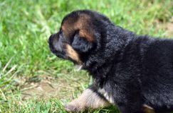 Nom du fichier=chiotbergerallemand-18aout2012037.jpg
Taille du fichier=219Ko
Dimensions : 1200x795
Ajouté le : 18 Août 2012 chiotbergerallemand-18aout2012037.jpg