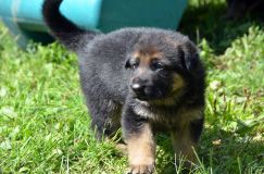 Nom du fichier=chiotbergerallemand-18aout2012048.jpg
Taille du fichier=227Ko
Dimensions : 1200x795
Ajouté le : 18 Août 2012 chiotbergerallemand-18aout2012048.jpg