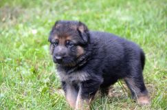 Nom du fichier=chiotbergerallemand-18aout2012067.jpg
Taille du fichier=210Ko
Dimensions : 1200x795
Ajouté le : 18 Août 2012 chiotbergerallemand-18aout2012067.jpg