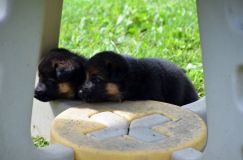 Nom du fichier=chiotbergerallemand-18aout2012070.jpg
Taille du fichier=134Ko
Dimensions : 1200x795
Ajouté le : 18 Août 2012 chiotbergerallemand-18aout2012070.jpg