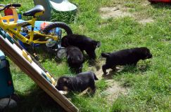 Nom du fichier=chiotbergerallemand-18aout2012072.jpg
Taille du fichier=326Ko
Dimensions : 1200x795
Ajouté le : 18 Août 2012 chiotbergerallemand-18aout2012072.jpg