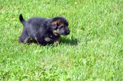 Nom du fichier=chiotbergerallemand-18aout2012077.jpg
Taille du fichier=304Ko
Dimensions : 1200x795
Ajouté le : 18 Août 2012 chiotbergerallemand-18aout2012077.jpg