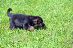 Nom du fichier=chiotbergerallemand-18aout2012078.jpg
Taille du fichier=309Ko
Dimensions : 1200x795
Ajouté le : 18 Août 2012 chiotbergerallemand-18aout2012078.jpg