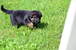 Nom du fichier=chiotbergerallemand-18aout2012079.jpg
Taille du fichier=274Ko
Dimensions : 1200x795
Ajouté le : 18 Août 2012 chiotbergerallemand-18aout2012079.jpg