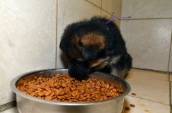 Nom du fichier=chiotkenya-18aout-2012004.jpg
Taille du fichier=168Ko
Dimensions : 1200x795
Ajouté le : 18 Août 2012 chiotkenya-18aout-2012004.jpg