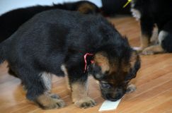 Nom du fichier=chiotkenyabergerallemand-18aout2012011.jpg
Taille du fichier=171Ko
Dimensions : 1200x795
Ajouté le : 18 Août 2012 chiotkenyabergerallemand-18aout2012011.jpg