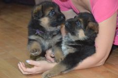 Nom du fichier=chiotkenyabergerallemand-18aout2012014.jpg
Taille du fichier=150Ko
Dimensions : 1200x795
Ajouté le : 18 Août 2012 chiotkenyabergerallemand-18aout2012014.jpg