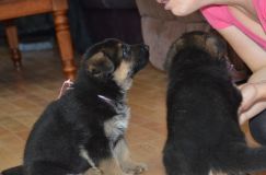 Nom du fichier=chiotkenyabergerallemand-18aout2012015.jpg
Taille du fichier=133Ko
Dimensions : 1200x795
Ajouté le : 18 Août 2012 chiotkenyabergerallemand-18aout2012015.jpg