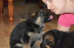 Nom du fichier=chiotkenyabergerallemand-18aout2012025.jpg
Taille du fichier=141Ko
Dimensions : 1200x795
Ajouté le : 18 Août 2012 chiotkenyabergerallemand-18aout2012025.jpg