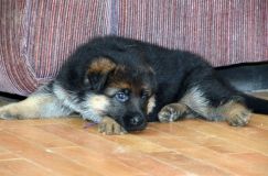 chiotkenyabergerallemand-18aout2012028.jpg