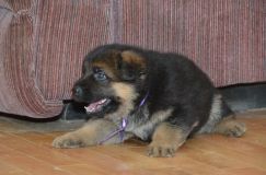 Nom du fichier=chiotkenyabergerallemand-18aout2012029.jpg
Taille du fichier=187Ko
Dimensions : 1200x795
Ajouté le : 18 Août 2012 chiotkenyabergerallemand-18aout2012029.jpg