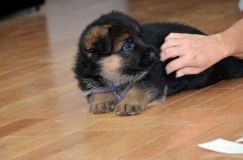 Nom du fichier=chiotkenyabergerallemand-18aout2012033.jpg
Taille du fichier=150Ko
Dimensions : 1200x795
Ajouté le : 18 Août 2012 chiotkenyabergerallemand-18aout2012033.jpg